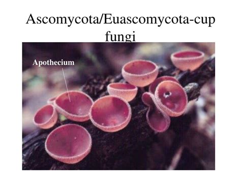 Ppt Chytridiomycota Allomyces Hyphae With Gametangia Powerpoint