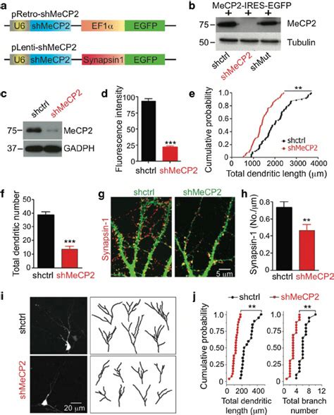 Methyl Cpg Binding Protein 2 Mecp2 Deficiency Affects Dendritic