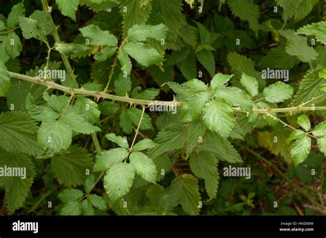 Rubus Ulmifolius Elmleaf Blackberry Stock Photo Alamy