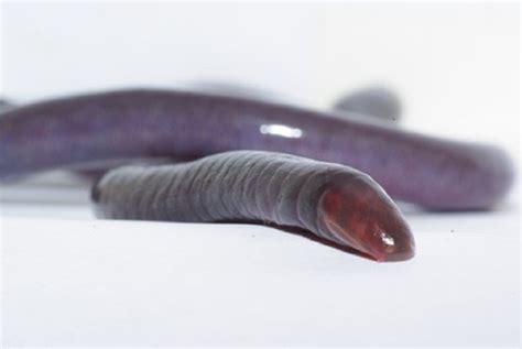 Anonymous amphibians: an encounter with the curious caecilian