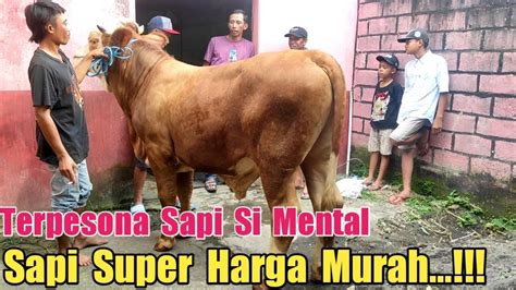 Bapaknya Terpesona Sapi Si Mental Sapi Super Harga Murah Agen