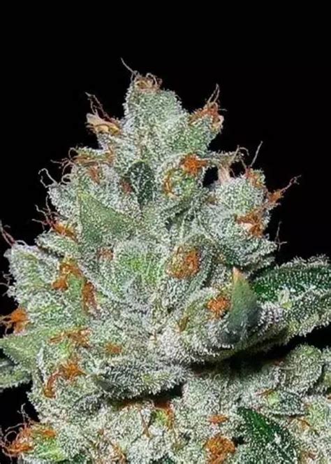 OG Kush Strain Info / OG Kush Weed By GB Strains - GrowDiaries