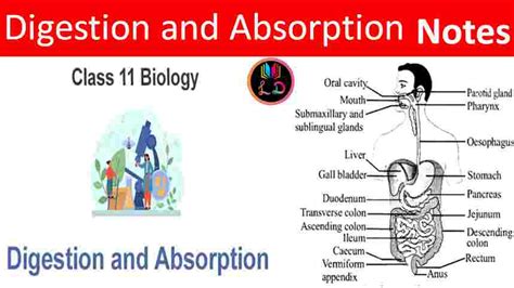 Ncert Solution Class 11th Biology Chapter 16 Digestion And Absorption Notes Last Doubt