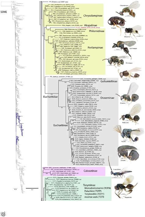 An Insect Diagram With Several Different Types Of Flies And Their Names