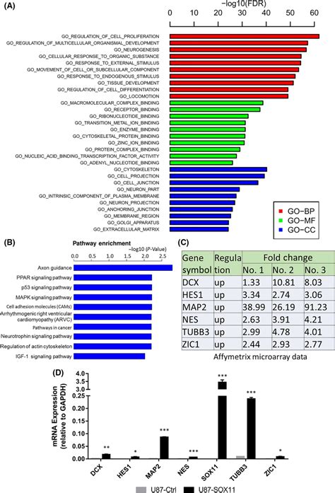 Affymetrix Genechip Microarrays And Qrtpcr Results Revealed That Sox