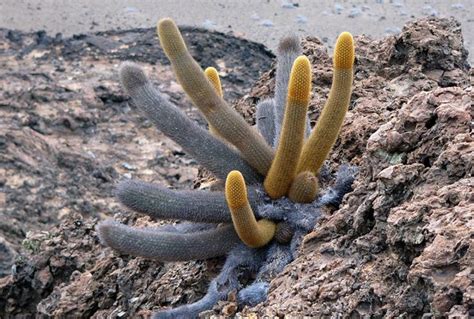 Galapagos Plants | Galapagos Flora – Galapagos Islands Plants & Flora