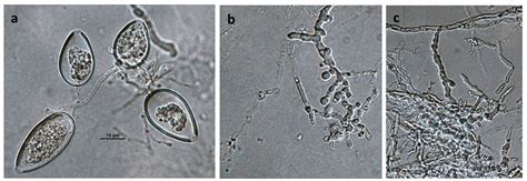 Phytophthora Ilicis In Progress Abad Et Al 2023b Idphy