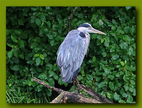 Reiher Heron Rolf Piepenbring Flickr