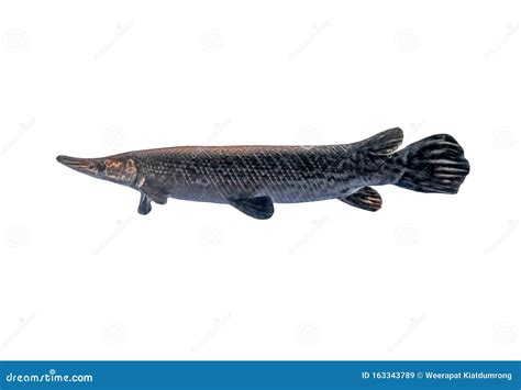 Alligator Gar Stock Image Image Of Spatula Stripy 163343789