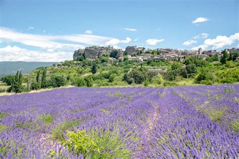 Visiting the Luberon Lavender Fields of Provence, France