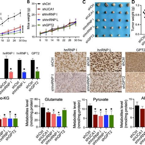 Knockdown Of Uca Hnrnp I Hnrnp L Or Gpt Inhibits The Growth Of