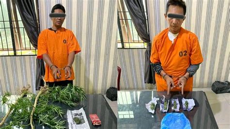 Waduh Belum Laku Terjual 2 Pemuda Pemilik Landang Ganja Diboyong