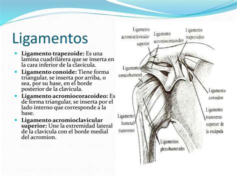 Hombro morfología PPT