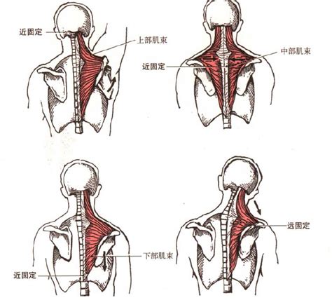 健身常识肌肉之斜方肌的位置与功能 知乎