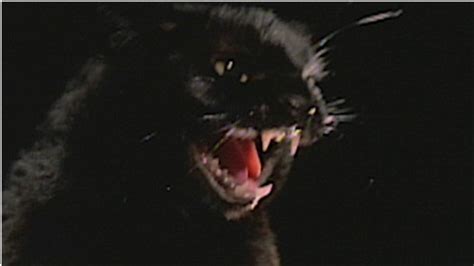 Meow Mix The 100 Most Iconic Cats In Movies Paste Magazine