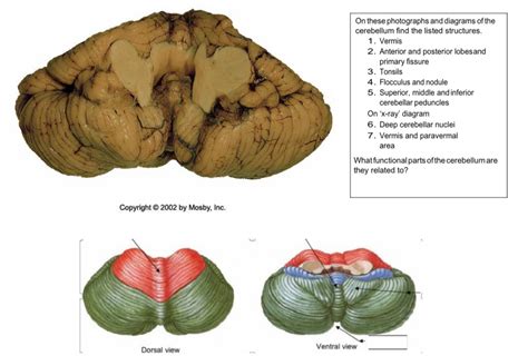 Cerebellum Diagram | Quizlet