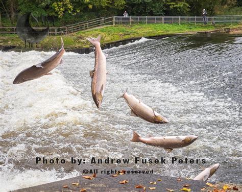 Atlantic Salmon Hen Salmon Female Leaping Sequence At Shrewsbury Weir