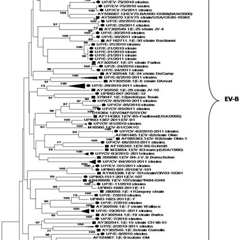 Phylogenetic Analysis Of Partial Vp Region Of Nucleotide Sequences Of