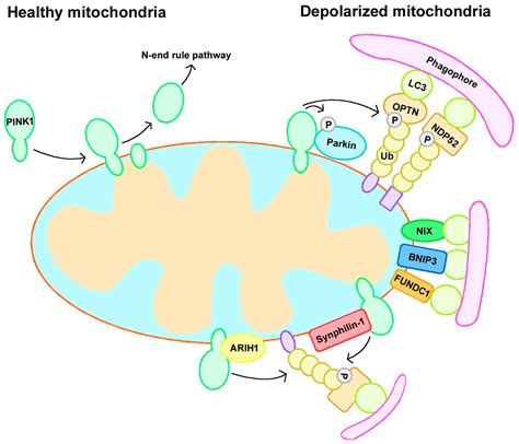 Cells Free Full Text Mitophagy In Parkinsons Disease From