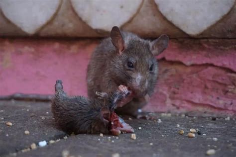 Dangerous Diseases Spread By Rats And Their Symptoms Healthtian