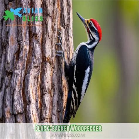 Black-backed Woodpecker: Habitat, Behavior, and Conservation Insights