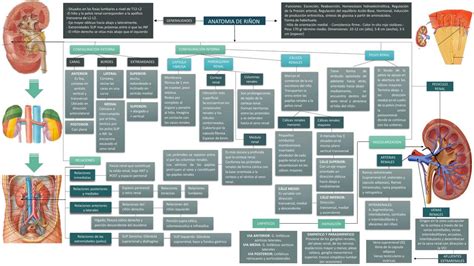 Anatomía de Riñón Brayan Abel Estela Cotrina uDocz