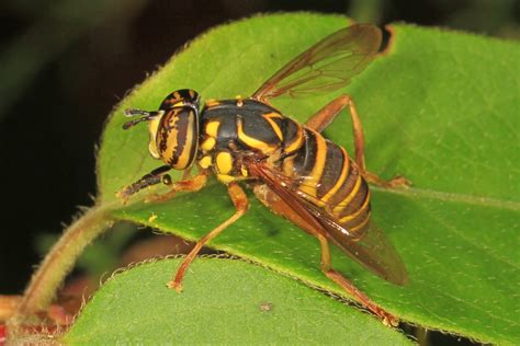 Spilomyia Longicornis Julie Metz Wetlands Woodbridge Vi Flickr