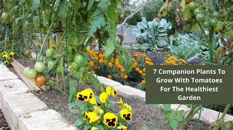 7 Companion Plants To Grow With Tomatoes For The Healthiest Garden