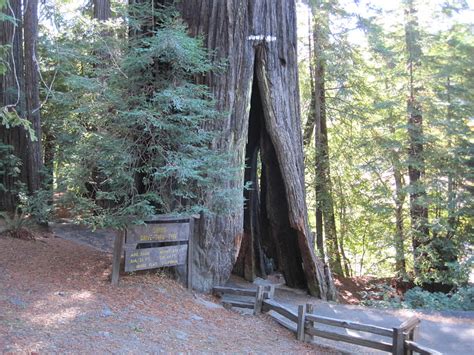 Redwoods!: Shrine Drive-Thru Tree