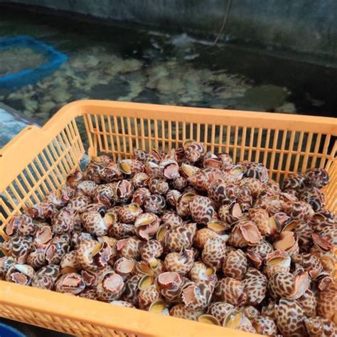 Jual Keong Macan Tiger Live Hidup Seafood Shopee Indonesia