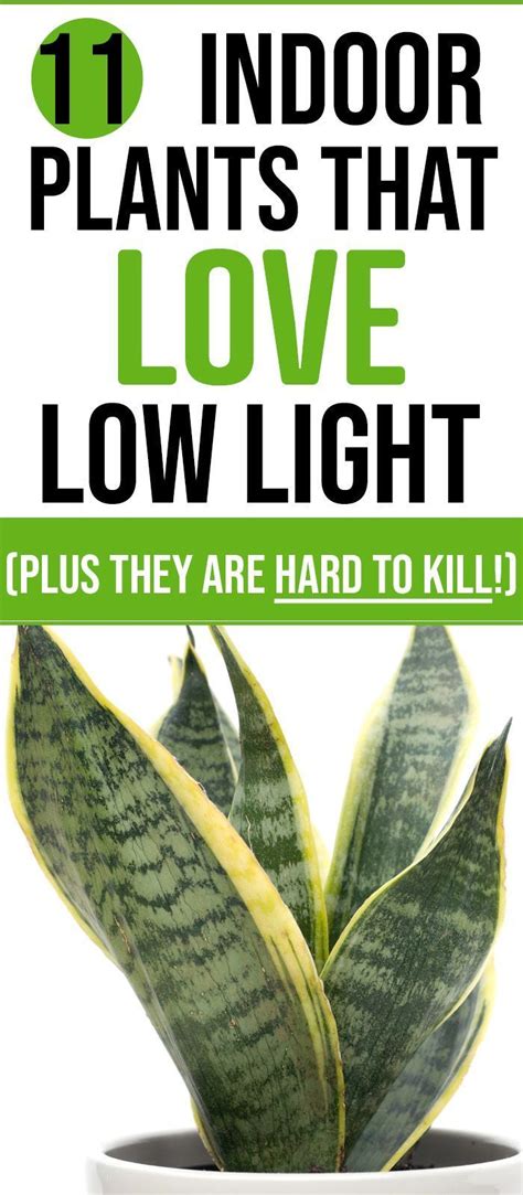 Best Low Light Indoor Plants For Your Home Artofit