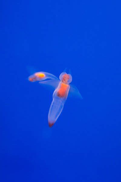 Naked Sea Butterfly Or Sea Angel Common Clione In Hokkaido Japan Stock Photo By Feather