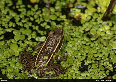 Atlantic Coast Leopard Frog Lithobates Kauffeldi