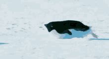 Penguin Sliding GIFs | Tenor