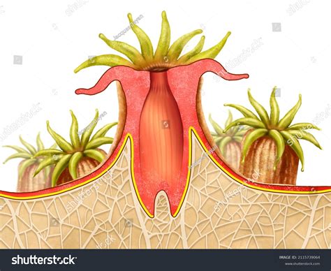 Anatomy Coral Polyp Illustration Stock Illustration 2115739064 | Shutterstock