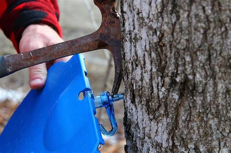 Maple Syrup Tapping Kit 2 Tapping Buckets Lids Maple Sap - Etsy