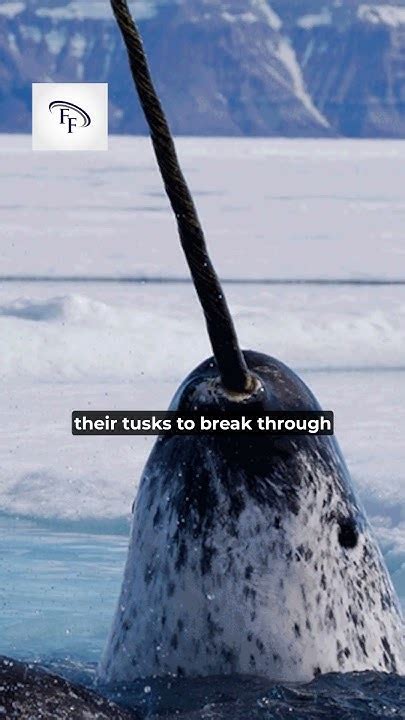 5 Fun Facts About Narwhals Funfacts Interestingfacts Facts Shorts