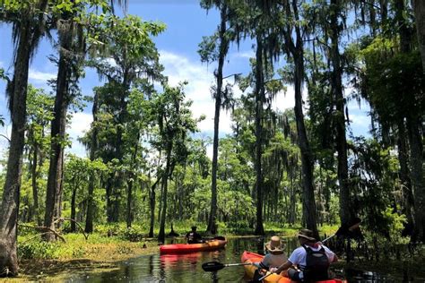 The 11 Best Swamp Tours in New Orleans