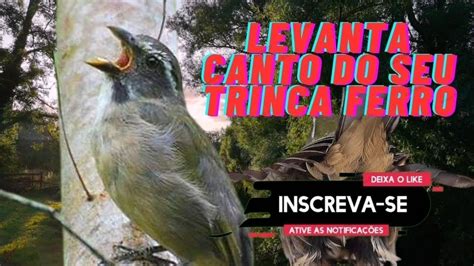 canto para levantar trinca ferro esquentar Pará trinca ferro YouTube