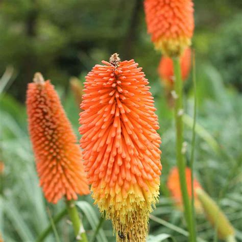 Red Hot Poker Seed - Kniphofia Uvaria Flower Seeds