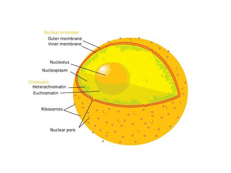 SOLUTION: Ultrastructure of nucleolus and its functons - Studypool