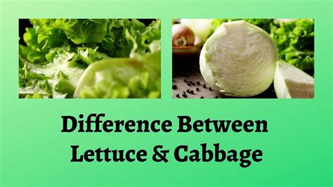 Difference Between Lettuce And Cabbage Leafy Greens Cabbage Vs