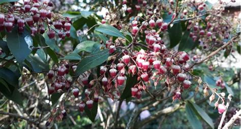 How To Prune Pieris General And Hard Pruning Large Plants