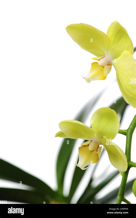 Green orchid on white background Stock Photo - Alamy