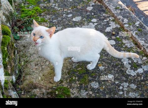 White Kitten Meowing Stock Photo Alamy