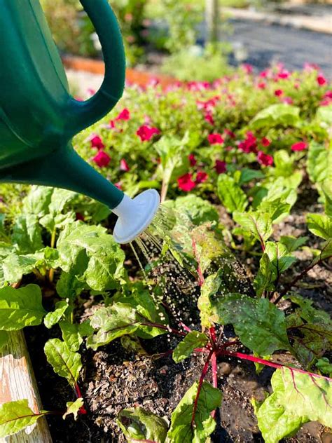 Why and How to Make Compost Tea (It's Easy!) - Growfully