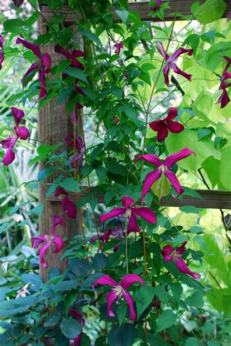 Flowering Vines, Climbers & Twiners - Flower Magazine