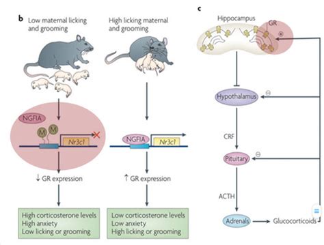 13 Molekulare Genetik Und Epigenetik Interindividueller Unterschiede