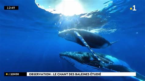 Depuis dix ans Globice étudie le chant des baleines à bosse de l océan