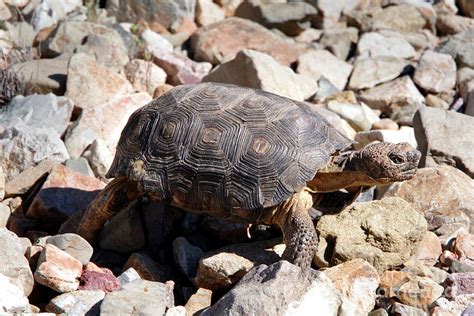 Sonoran Desert Tortoise Photograph by Douglas Taylor - Pixels